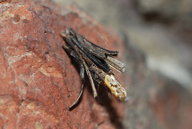 Astucci di Psychidae